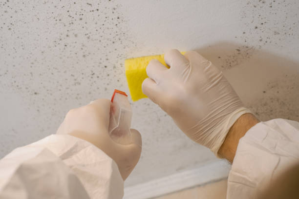 Best Mold Odor Removal Services  in Grayson, GA